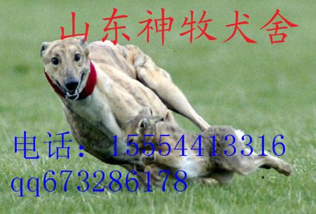 供應湖北格力犬價格，格力犬*價格，格力犬養(yǎng)殖
