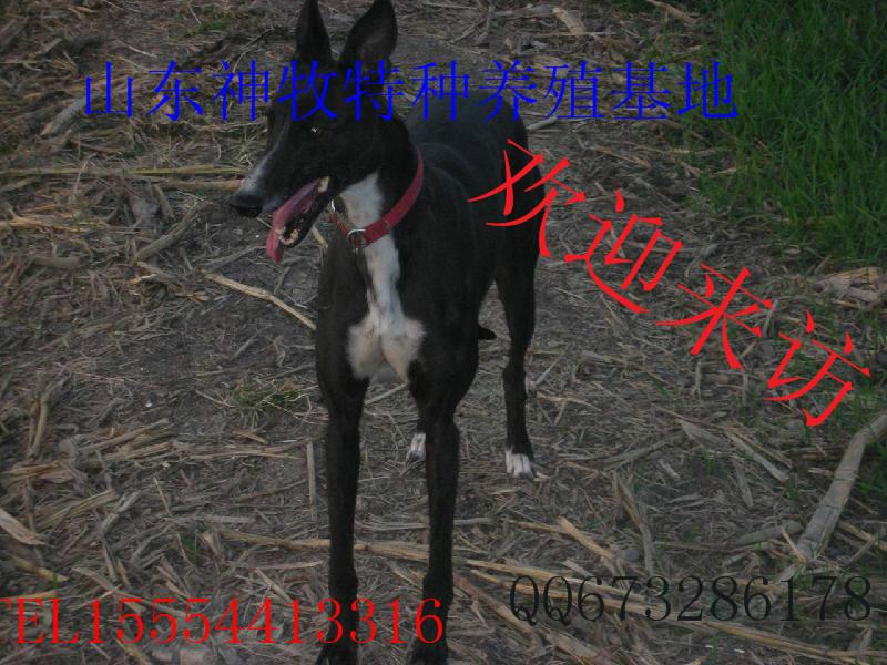 供應(yīng)大包血系格力犬，大包血系格力犬價格，大包血系格力犬養(yǎng)殖場