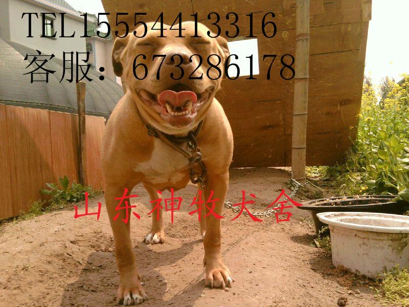 供應(yīng)比特犬，比特犬價(jià)格，比特犬幼崽