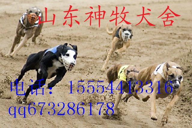 山东纯种格力犬出售图片