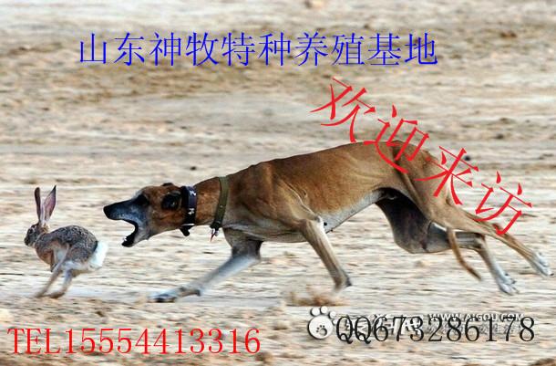 供應(yīng)格力犬圖片格力犬價格，格力犬訓(xùn)練