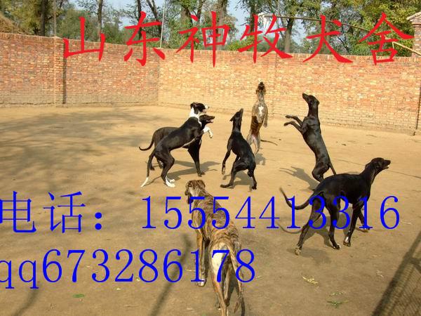 供應(yīng)呂梁格力犬養(yǎng)殖，格力犬哪有賣(mài)的，格力犬幼崽