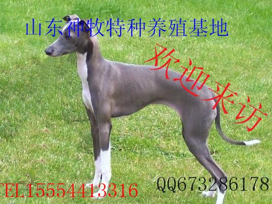 供應(yīng)大包血系格力犬，大包血系格力犬價格，大包血系格力犬養(yǎng)殖場
