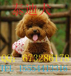 供應(yīng)泰迪犬價(jià)格泰迪犬飼養(yǎng)，出售泰迪犬，