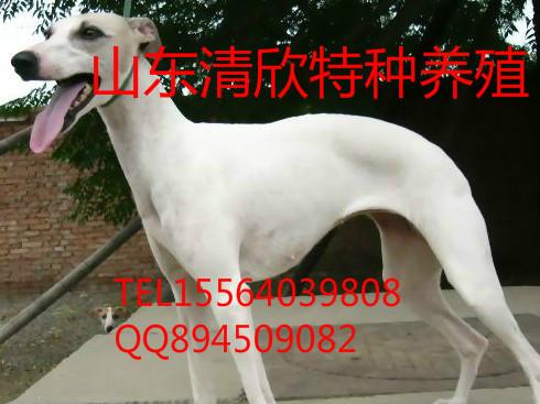 惠比特犬品种图片