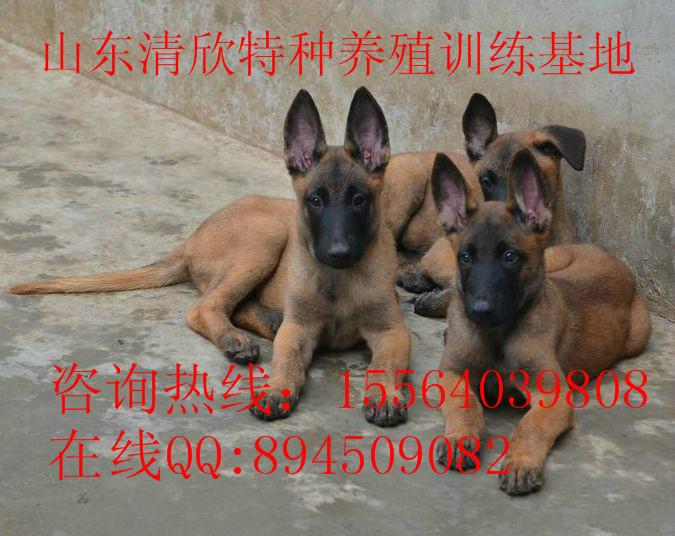 菏泽市最新马犬价格厂家