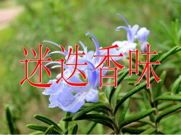 供应迷迭香芳香整理剂香味微胶囊家纺加香剂