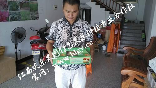 供應(yīng)禮盒包裝火參果批發(fā)商 禮盒包裝火參果