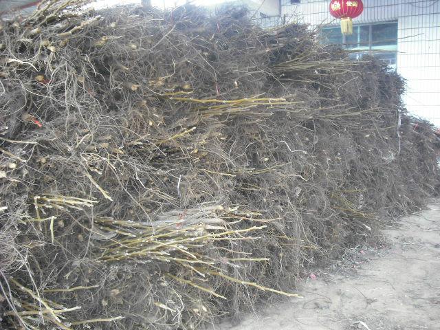 元豐核桃苗圖片/元豐核桃苗樣板圖 (4)