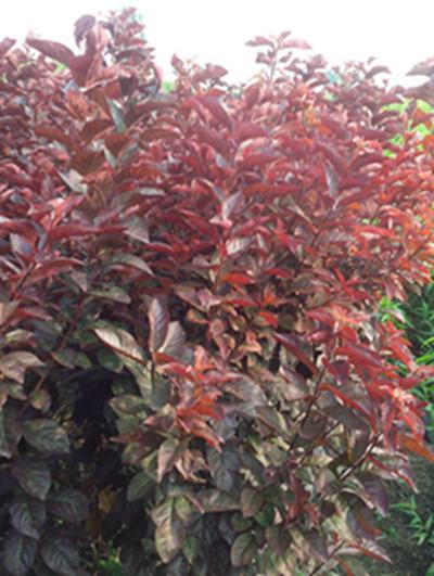 供應(yīng)山東四公分紅葉李丨山東紅葉李小苗丨山東紅葉李小苗批發(fā)