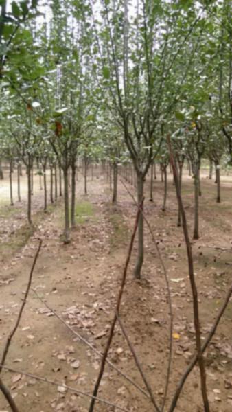 江蘇西府海棠小苗丨江蘇西府海棠批發(fā)丨江蘇西府海棠小苗供應(yīng)商