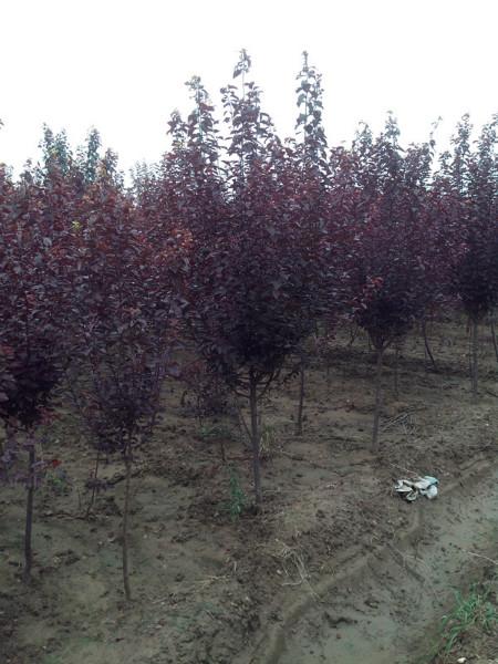 供應(yīng)山東紫葉李小苗丨山東紫葉李價(jià)格丨山東紫葉李廠家