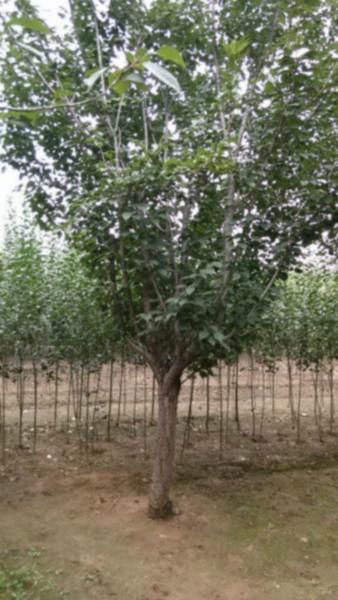 供應(yīng)上海櫻花小苗丨上海櫻花價(jià)格丨上海八公分櫻花