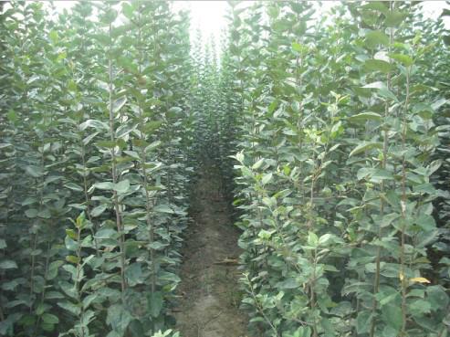 北京西圖片/北京西樣板圖 (4)