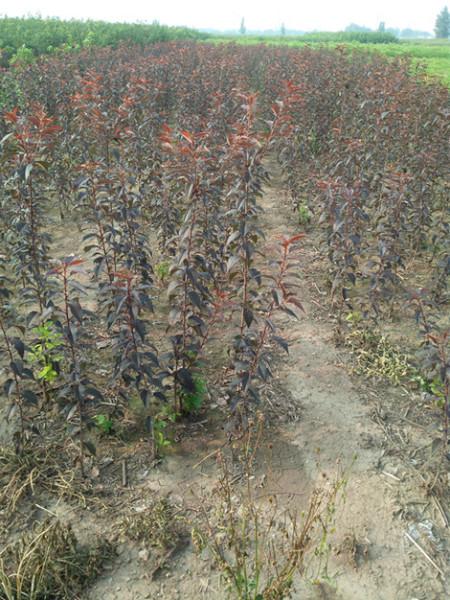 山東紅葉櫻花小苗丨山東紅葉櫻花接穗丨山東紅葉櫻花價(jià)格