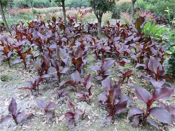 四川紅葉美人蕉/紅葉美人蕉批發(fā)圖片