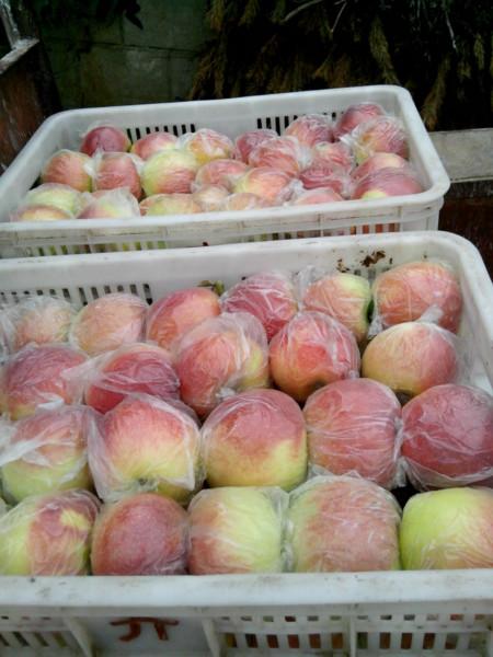 供應(yīng)膜袋紅富士，山東紅富士蘋果價格