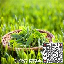 供應(yīng)碧螺春特一級(jí)報(bào)價(jià)_蘇州東山碧螺春特一級(jí)_明前碧螺春特一級(jí)優(yōu)質(zhì)供貨商
