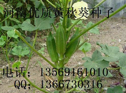 焦作市河南黄秋葵种子花茶厂家供应河南黄秋葵种子花茶