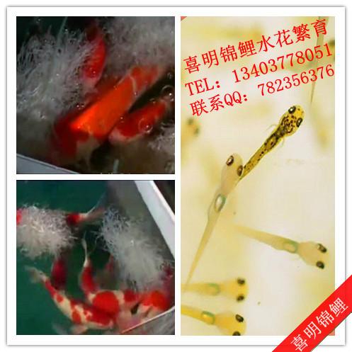 錦鯉水花圖片/錦鯉水花樣板圖 (2)