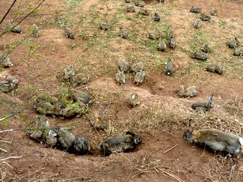 养殖纯种野兔赚钱吗\纯种野兔\纯种野兔好养吗\图片