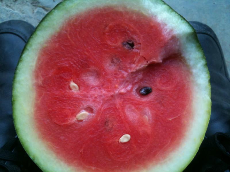 供應(yīng)宜城西瓜行情，湖北西瓜信息