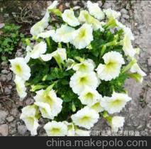 渭南草花供應(yīng)圖片