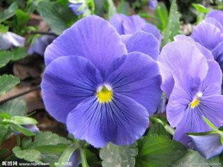 供應(yīng)三色堇批發(fā)，三色堇批發(fā)基地，三色堇批發(fā)價(jià)錢(qián)