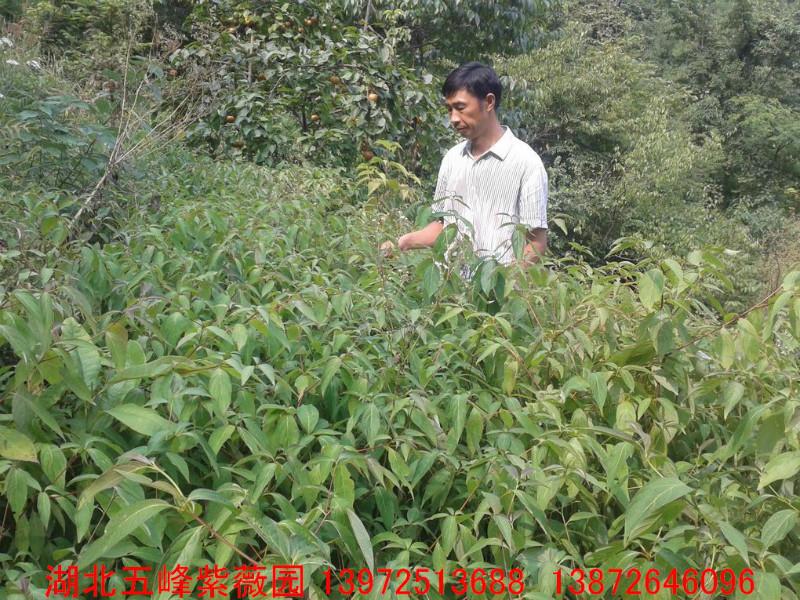 燈臺(tái)樹圖片/燈臺(tái)樹樣板圖 (4)