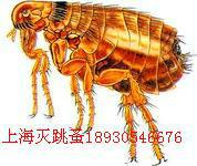 供應(yīng)普陀滅白蟻公司滅蟑螂殺跳蚤