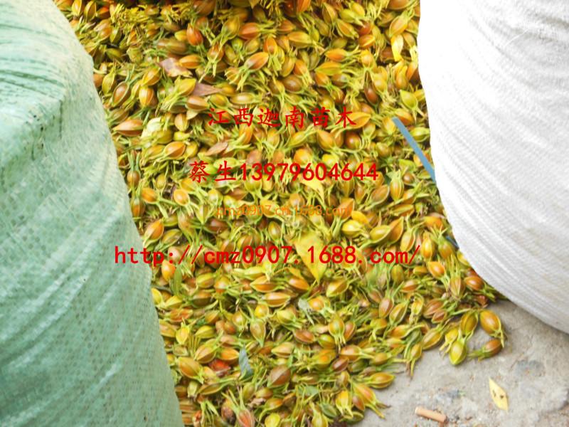 供應(yīng)河南梔子苗