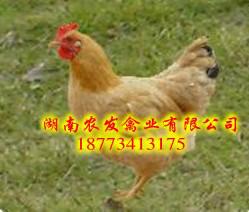 湖南土雞苗哪里有出售 湖南土雞苗哪里有出售三黃土雞苗批