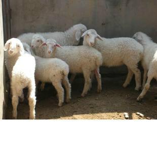 供應(yīng)活羊交易市場(chǎng)應(yīng)