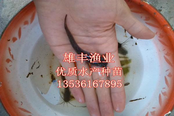 廣東埃及塘鲺魚苗圖片