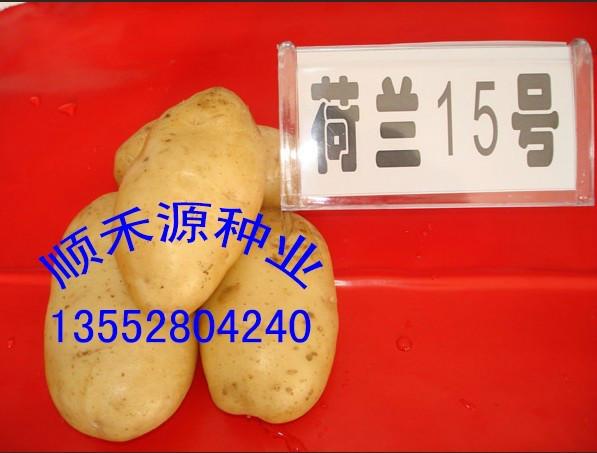 供應(yīng)費烏瑞它土豆種子