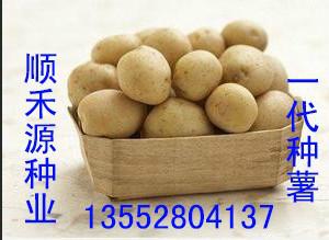 供應(yīng)早大白土豆種子 脫毒馬鈴薯新品種 土豆網(wǎng) 土豆加工型品種