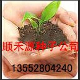 供應(yīng)黑美人土豆種子