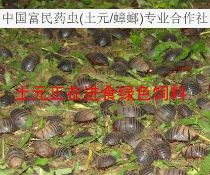 供應(yīng)廣西*蟑螂養(yǎng)殖基地_廣西蟑螂養(yǎng)殖基地_廣西蟑螂養(yǎng)殖要點(diǎn)
