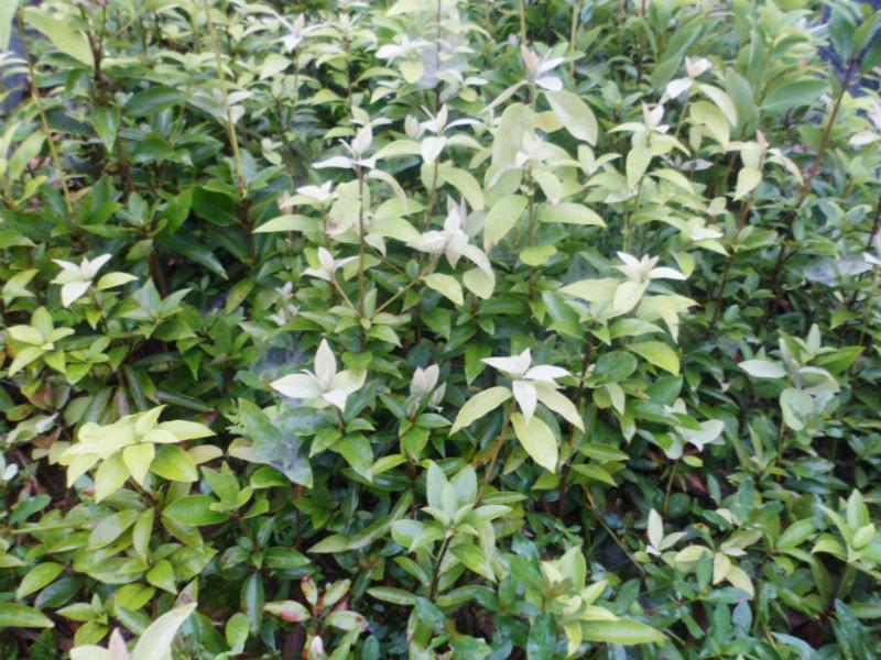 供應(yīng)四川蟲茶苗、四川白茶苗、老林茶苗