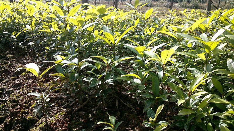 供應(yīng)雅安楨楠苗/四川楨楠苗/四川成都楨楠樹苗基地