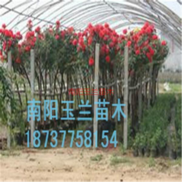 月季樹圖片/月季樹樣板圖 (3)