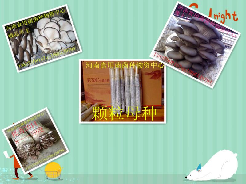 供應(yīng)食用菌平菇菌種一級母種