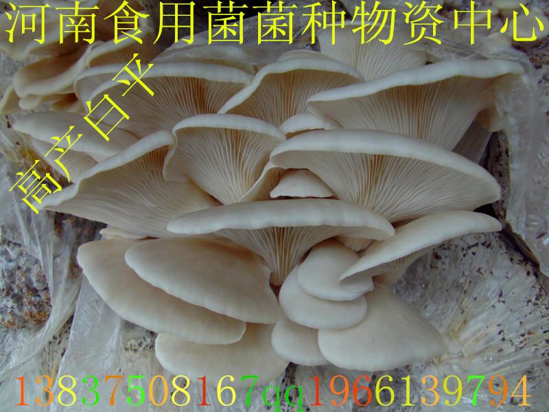 供應(yīng)食用菌平菇菌種高產(chǎn)白平母種、原種、栽培種