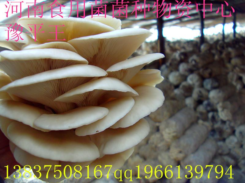 供應(yīng)河南食用菌菌種廠家批發(fā)價格,河南食用菌菌種供貨商*報價