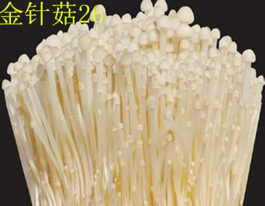 供應(yīng)北蟲草一號、蛹蟲草母種 純一代菌種、首代母種  一級菌種試管母種