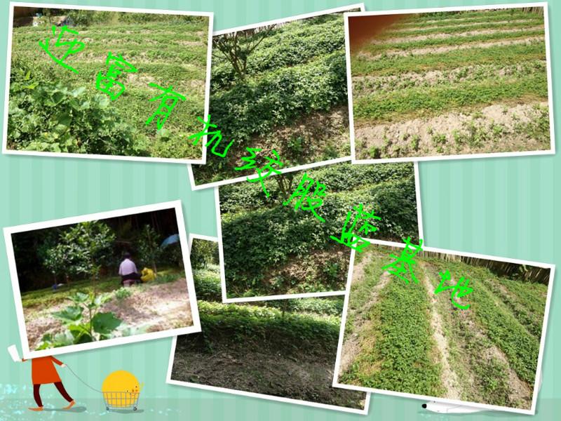 供應(yīng)絞股藍茶批發(fā),苦甘露茶價格,批發(fā)蜂蜜,金線蓮商家,鐵觀音價格