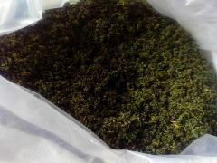 福建苦味絞股藍(lán)*，福建苦味絞股藍(lán)*產(chǎn)地，福建苦味絞股藍(lán)*廠家