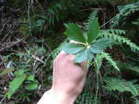 供應小游絞股藍茶品質，小游絞股藍茶品質好不好，小游絞股藍茶牌子怎么樣