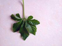 供應(yīng)直銷福建甘味絞股藍，直銷福建甘味絞股藍生產(chǎn)中心直銷網(wǎng)