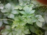 福建苦味絞股藍(lán)*，福建苦味絞股藍(lán)*產(chǎn)地，福建苦味絞股藍(lán)*廠家